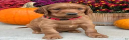 Irish Setter dogs for sale: Harrison - Ad 12