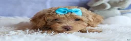 Miniature Poodle dogs for sale: ARCHIE - Ad 5