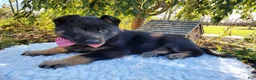 German Shepherd dogs for sale: Tessa - Ad 4