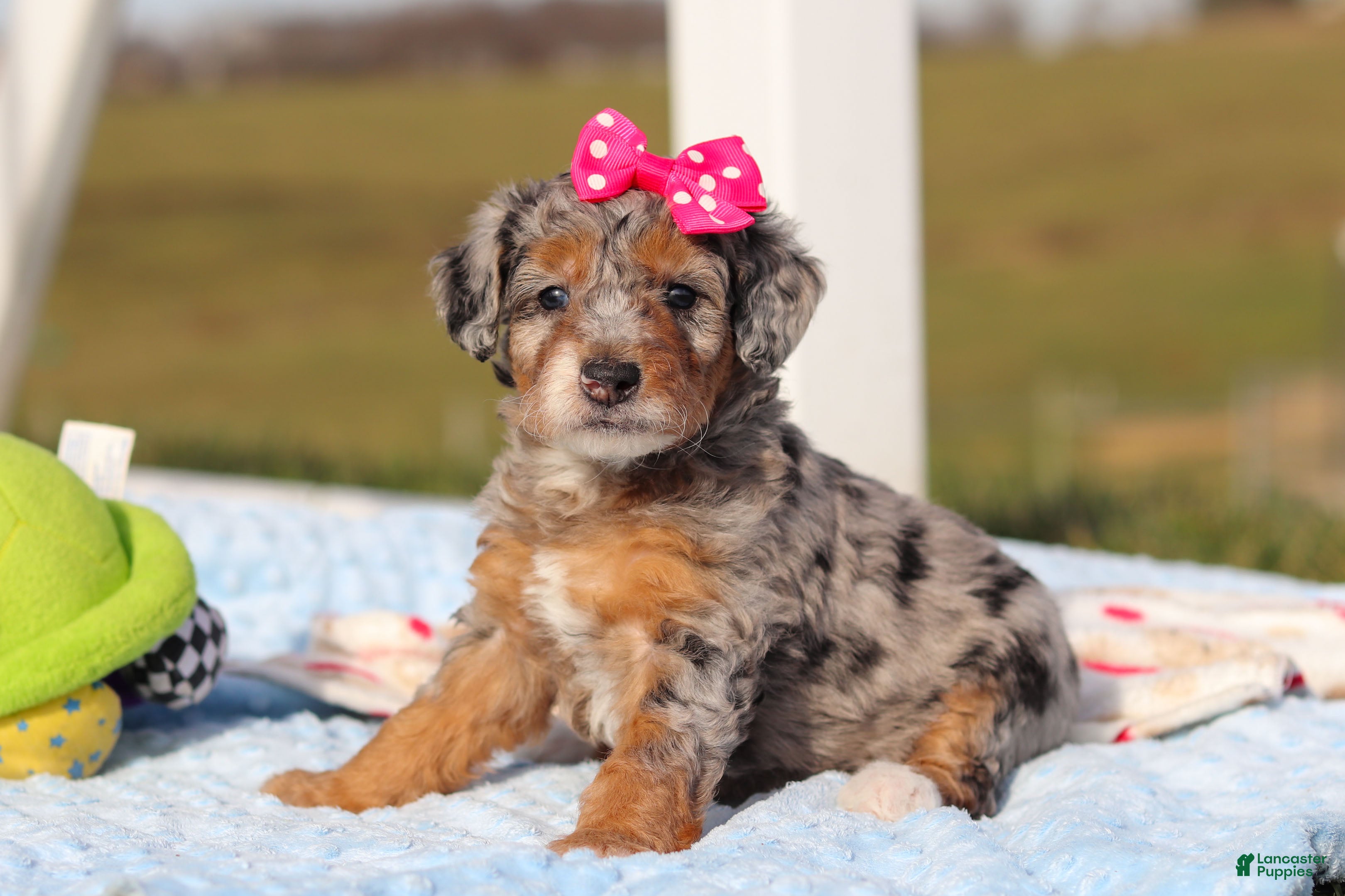 Mini Bernedoodle dogs Emmie - Ad 37