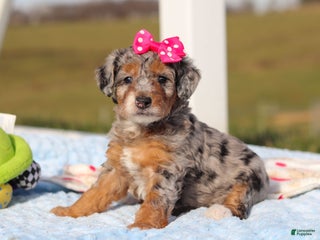 Mini Bernedoodle dogs Emmie - Ad 37