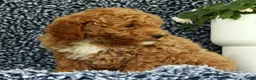 Mini Goldendoodle dogs for sale: Vinny - Ad 9