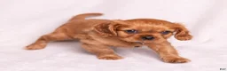 Cavalier King Charles Spaniel dogs for sale: Neil - Ad 10