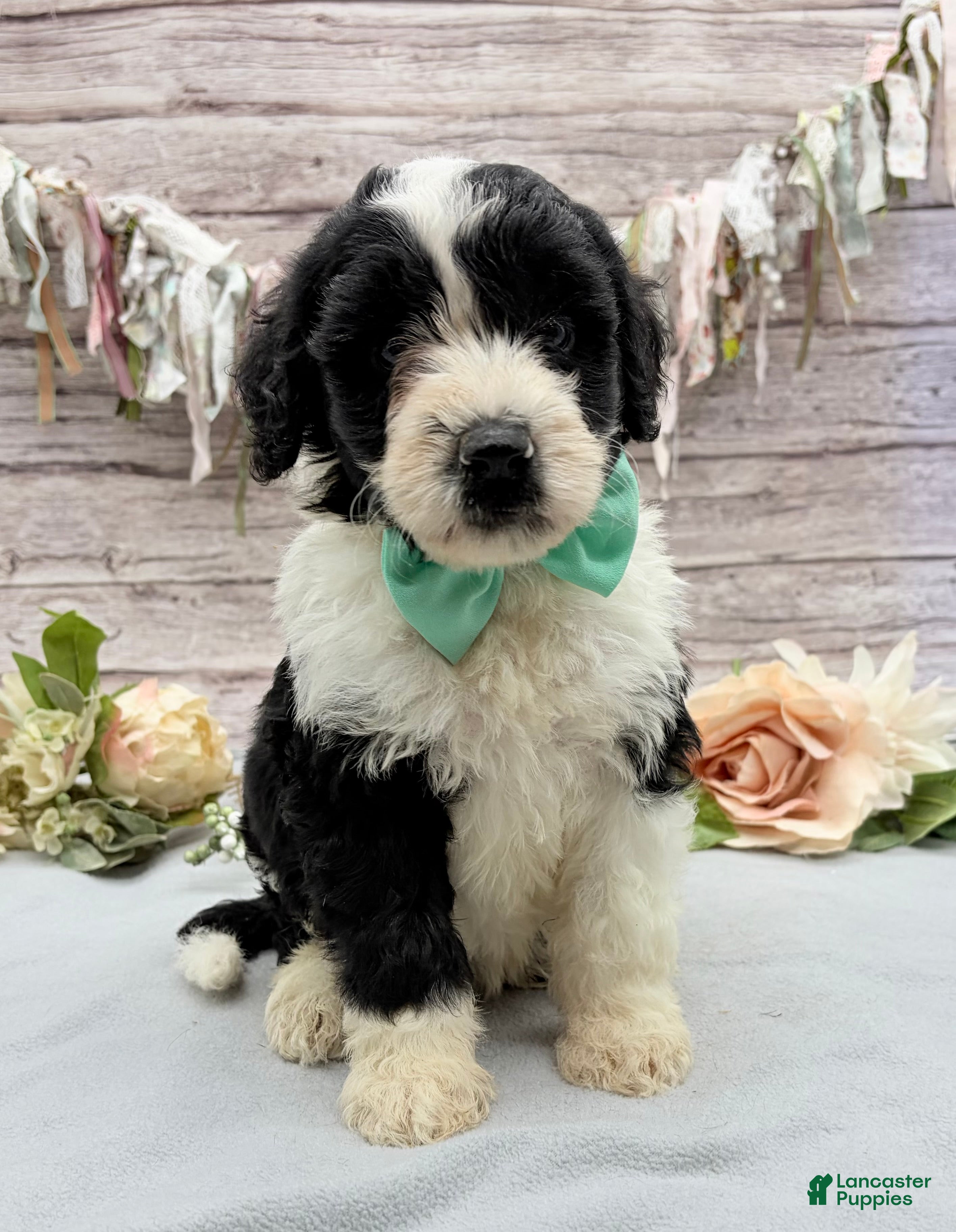 Portuguese Water Dog dogs Felix - Ad 2