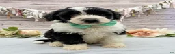Portuguese Water Dog dogs for sale: Felix - Ad 2