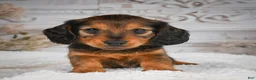 Miniature Dachshund dogs for sale: AKC-Daisy - Ad 5
