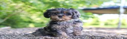 Cavapoo dogs for sale: Skeeter - Ad 3