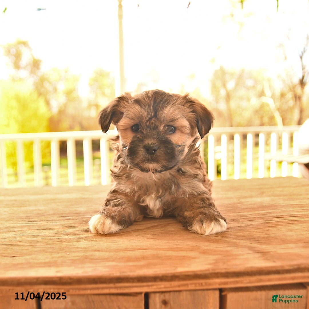 Shorkie dogs for sale: Meadow - Ad 2