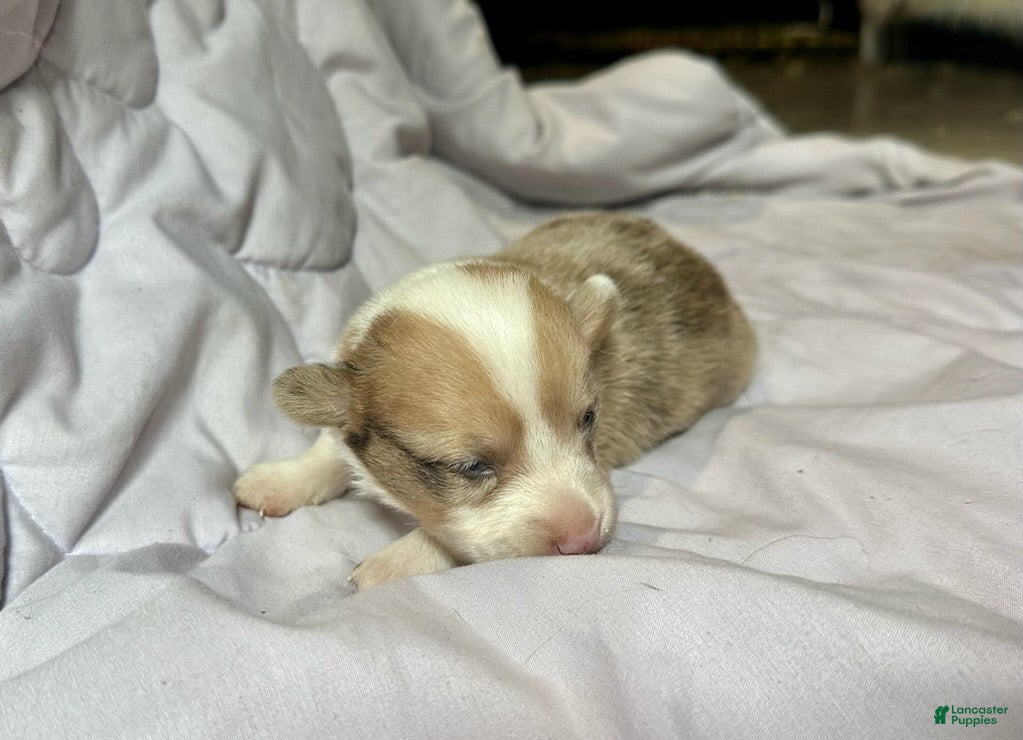 American Corgi dogs Sable Merle male - Ad 1