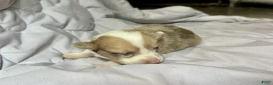 Sable Merle male