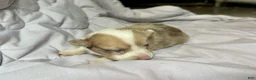American Corgi dogs for sale: Sable Merle male - Ad 1