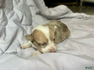 American Corgi dogs for sale: Sable Merle male - Ad 4