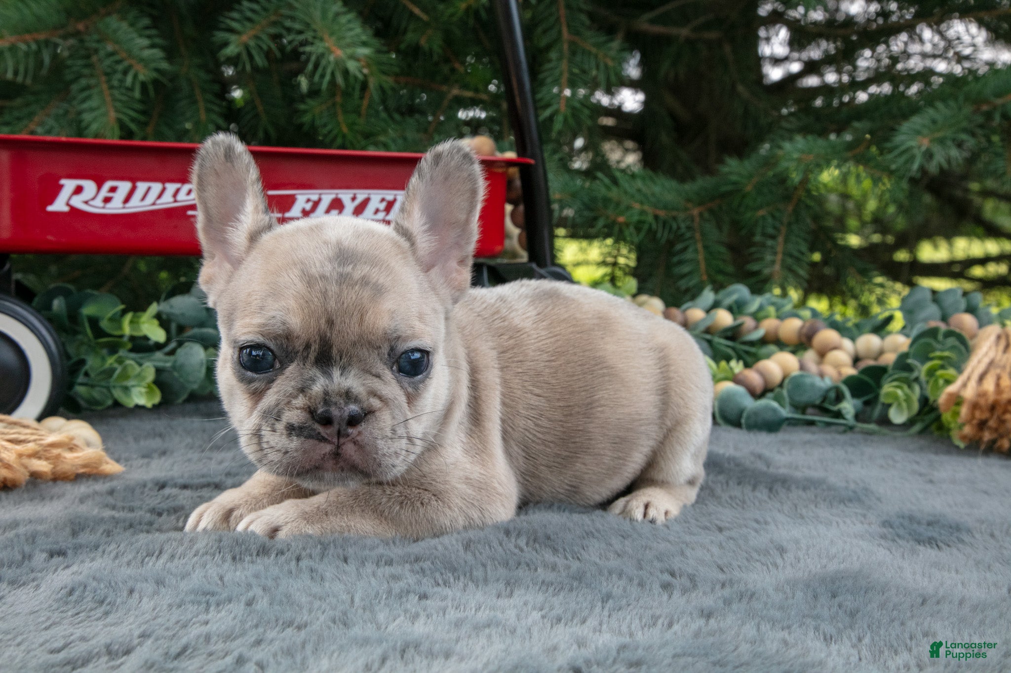 French Bulldog dogs Fannie - Ad 2