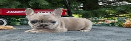 French Bulldog dogs for sale: Fannie - Ad 2
