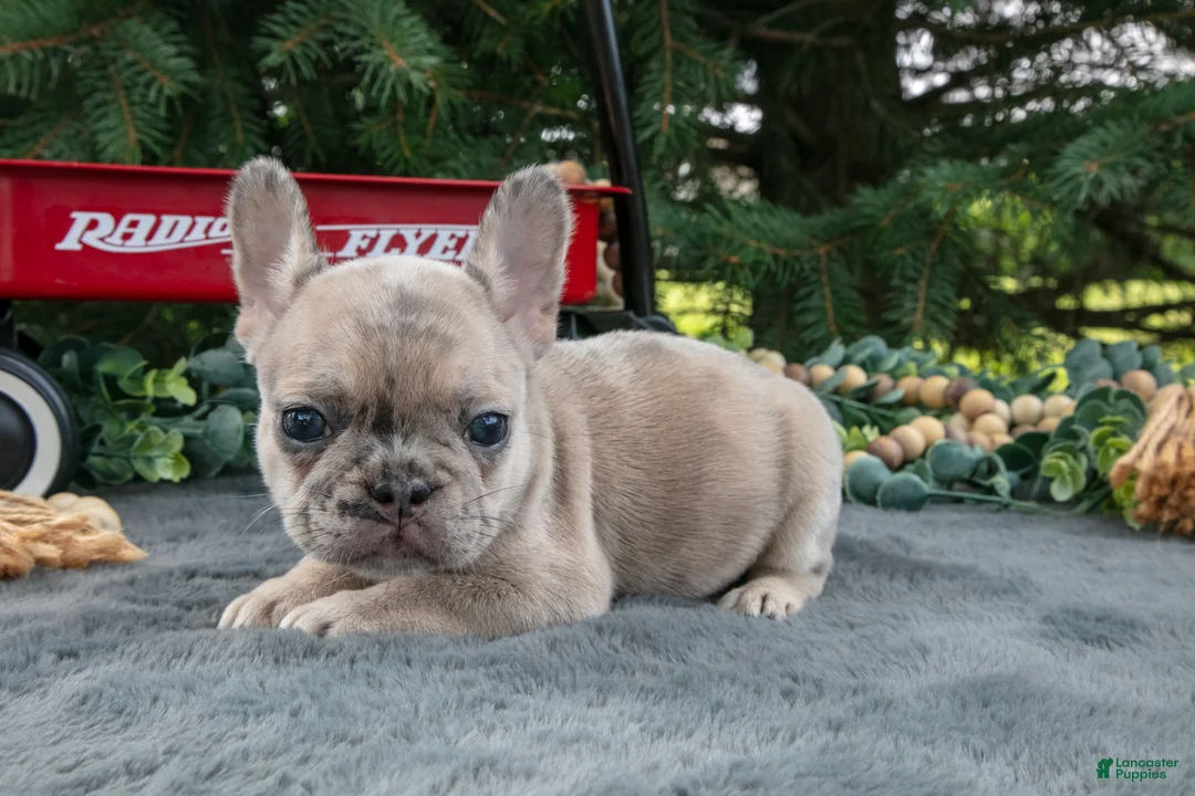 French Bulldog dogs for sale: Fannie - Ad 2