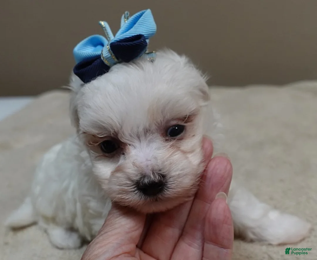Maltipoo dogs for sale: Zuko - Ad 2