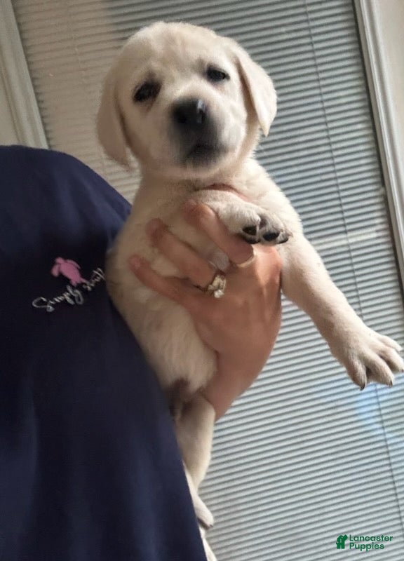 Labrador Retriever dogs for sale: Benny_Male - Ad 1