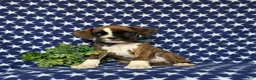 Boxer dogs for sale: Tyrone - Ad 6