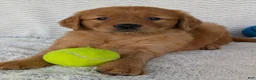 Golden Retriever dogs for sale: Rocco - Ad 15