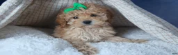 Cavapoo dogs for sale: FRANKIE - Ad 1