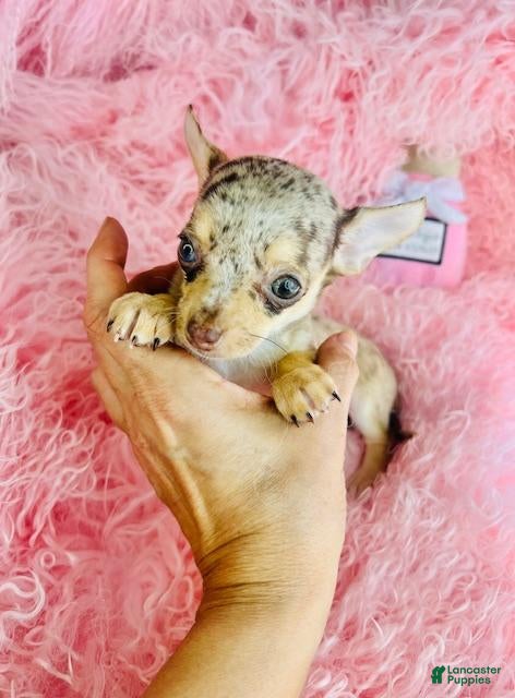 Chiweenie dogs Chiweenie Puppy 1 - Ad 2