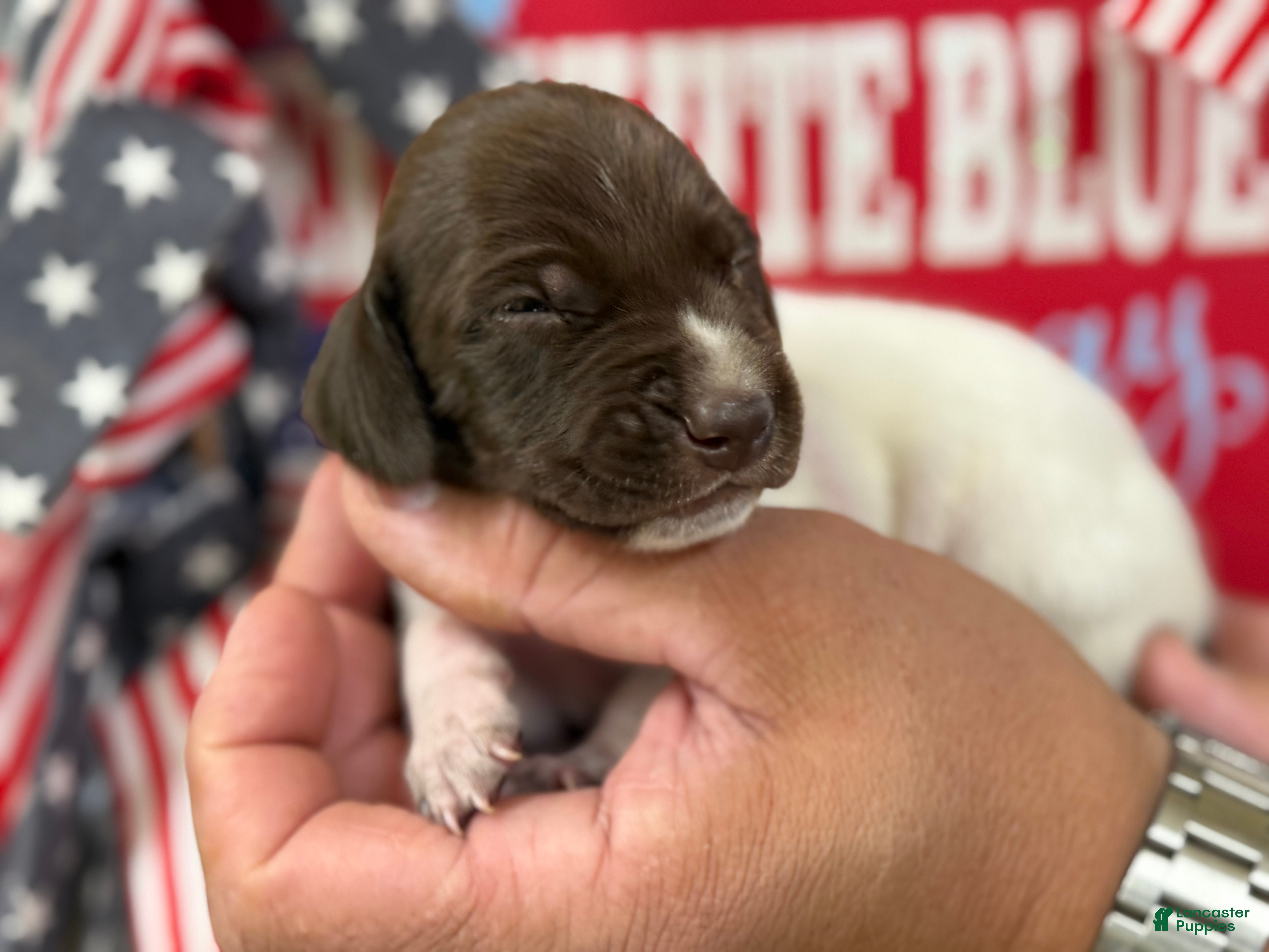 German Shorthaired Pointer dogs Courage - Ad 2