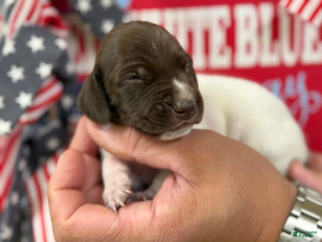 German Shorthaired Pointer dogs for sale: Courage - Ad 2
