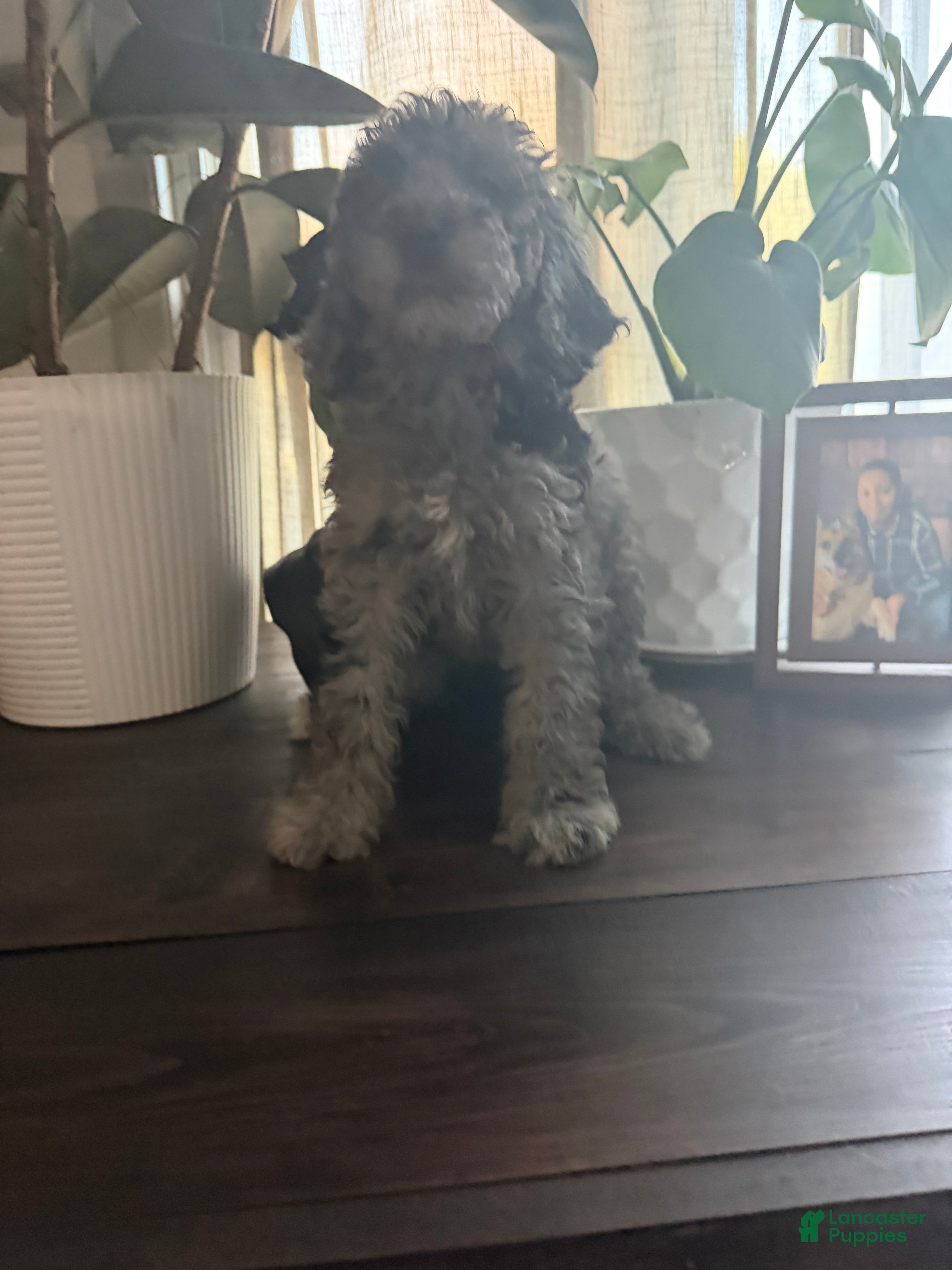 Labradoodle dogs Kehlani  - Ad 34
