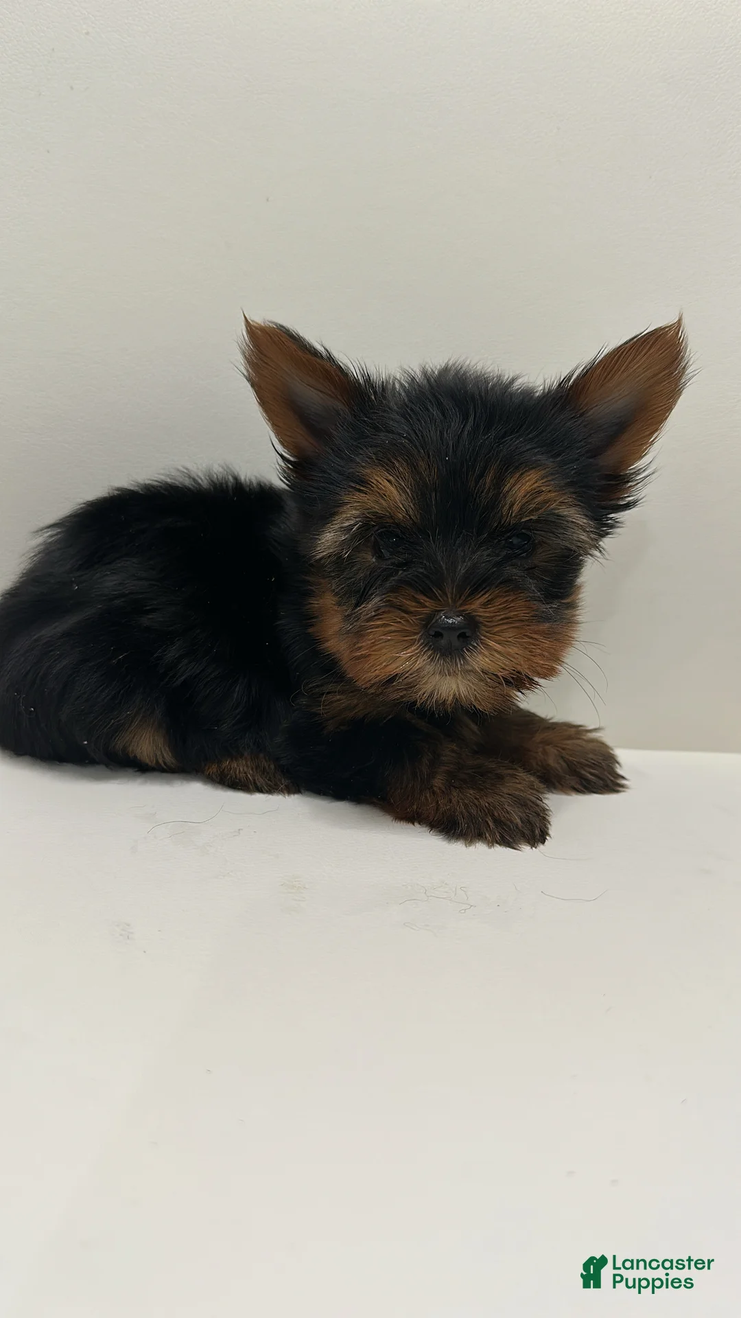 Yorkshire Terrier dogs for sale: Ken - Ad 1