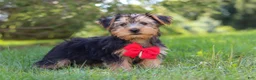 Morkie dogs for sale: Marcus - Ad 5