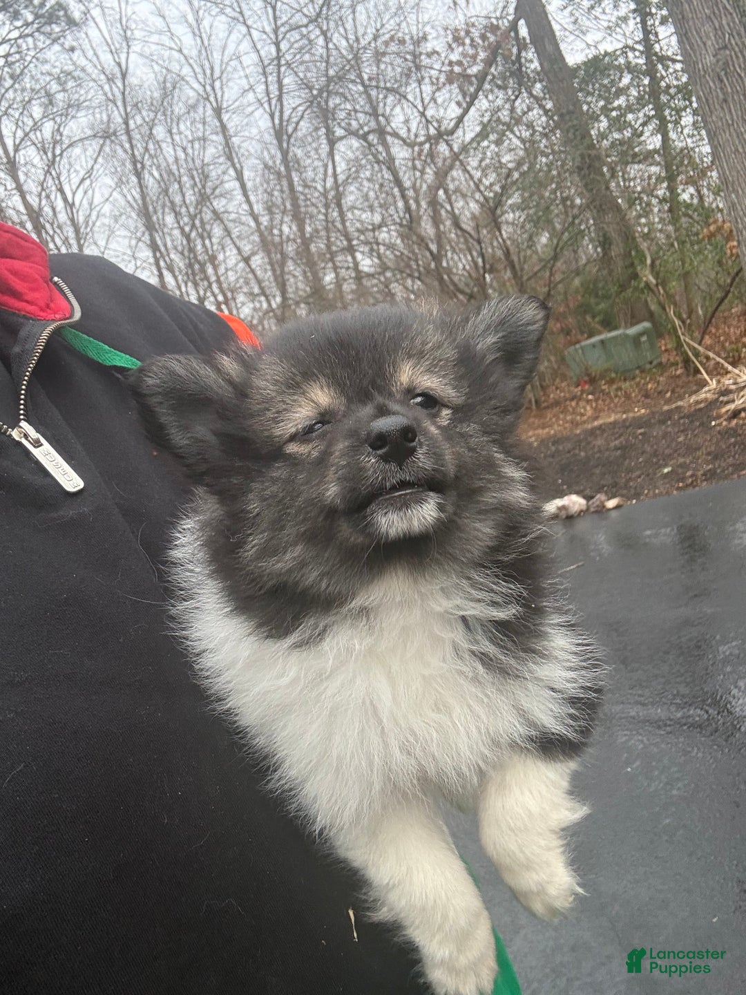 Pomeranian dogs for sale: Pomeranian Puppy 1 - Ad 2