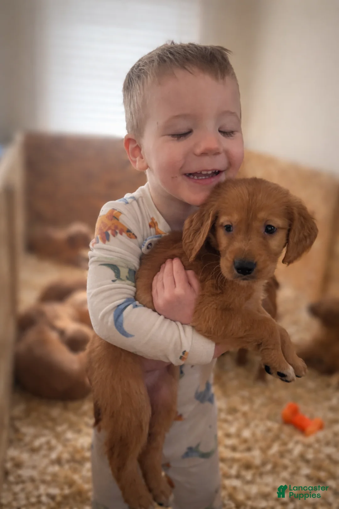 Golden Retriever dogs for sale: Golden Retriever Puppy 2 - Ad 1