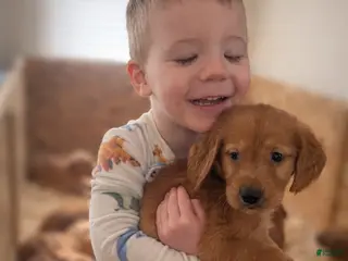 Golden Retriever dogs Golden Retriever Puppy 2 - Ad 38