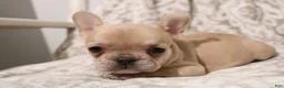 French Bulldog dogs for sale: Lily - Ad 12