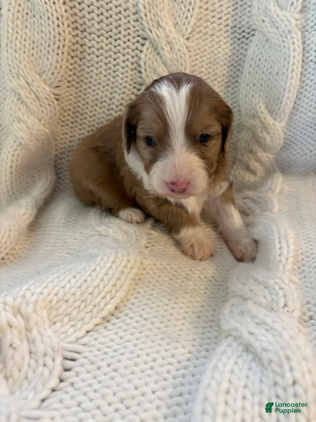 Mini Aussiedoodle dogs for sale: Mini Aussiedoodle Puppy 4 - Ad 4