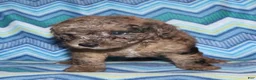 Miniature Poodle dogs for sale: Harlee’s brown Merle male - Ad 7
