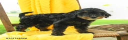 Mini Bernedoodle dogs for sale: Claire - Ad 5