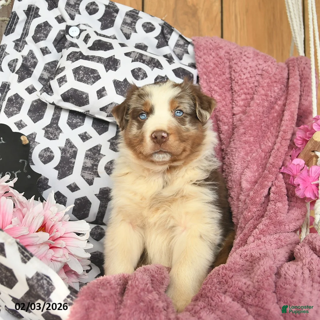Australian Shepherd dogs for sale: Max  - Ad 3