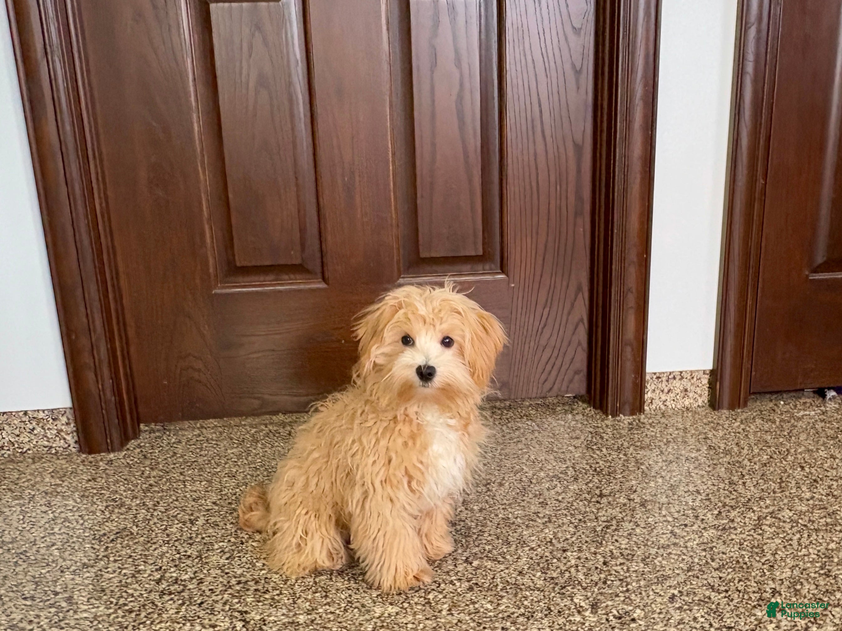 Maltipoo dogs Drew - Ad 24