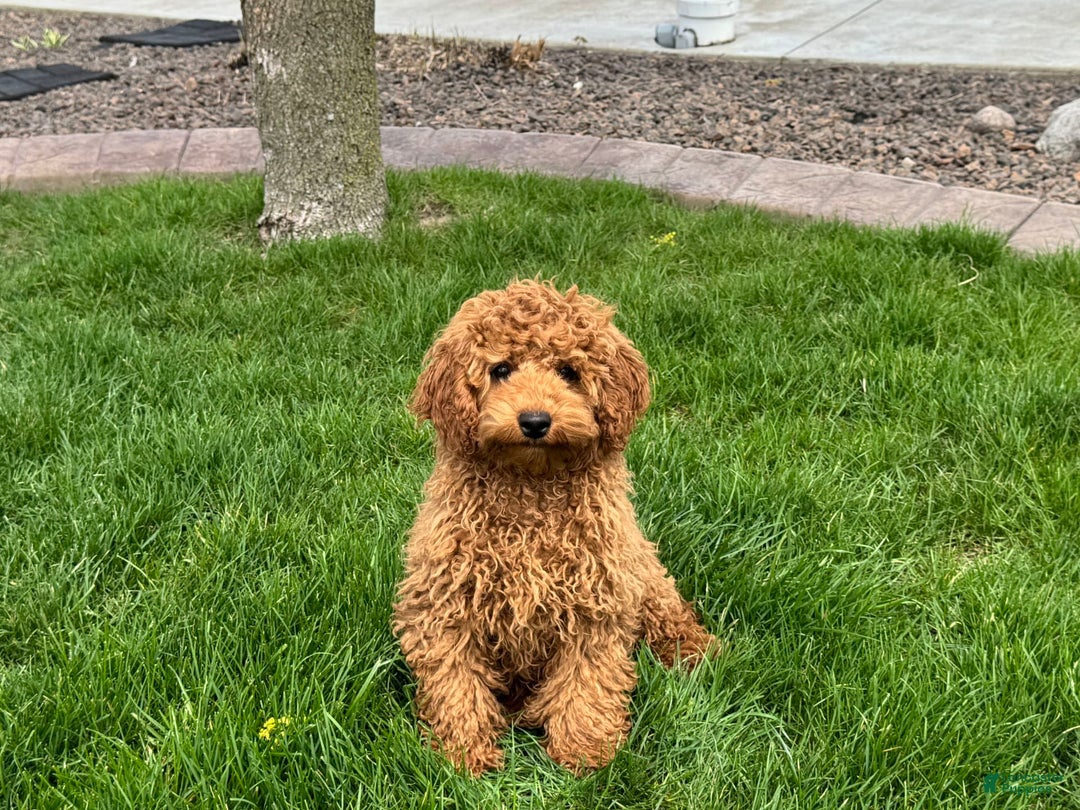 Cockapoo dogs for sale: Terry - Ad 8