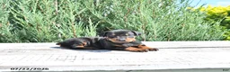 Doberman Pinscher dogs for sale: Athena - Ad 4