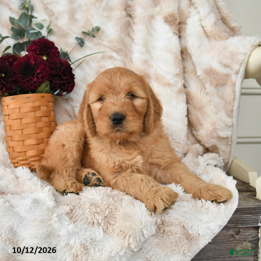 Goldendoodle dogs for sale: Harper - Ad 2