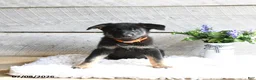 German Shepherd dogs for sale: Freya - Ad 4
