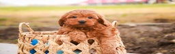 Cavapoo dogs for sale: Kash - Ad 8