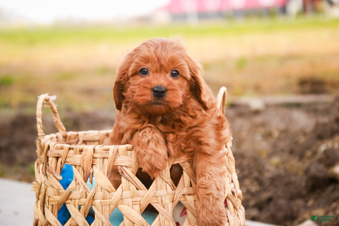 Cavapoo dogs for sale: Kash - Ad 8