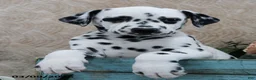 Dalmatian dogs for sale: Heidi - Ad 5