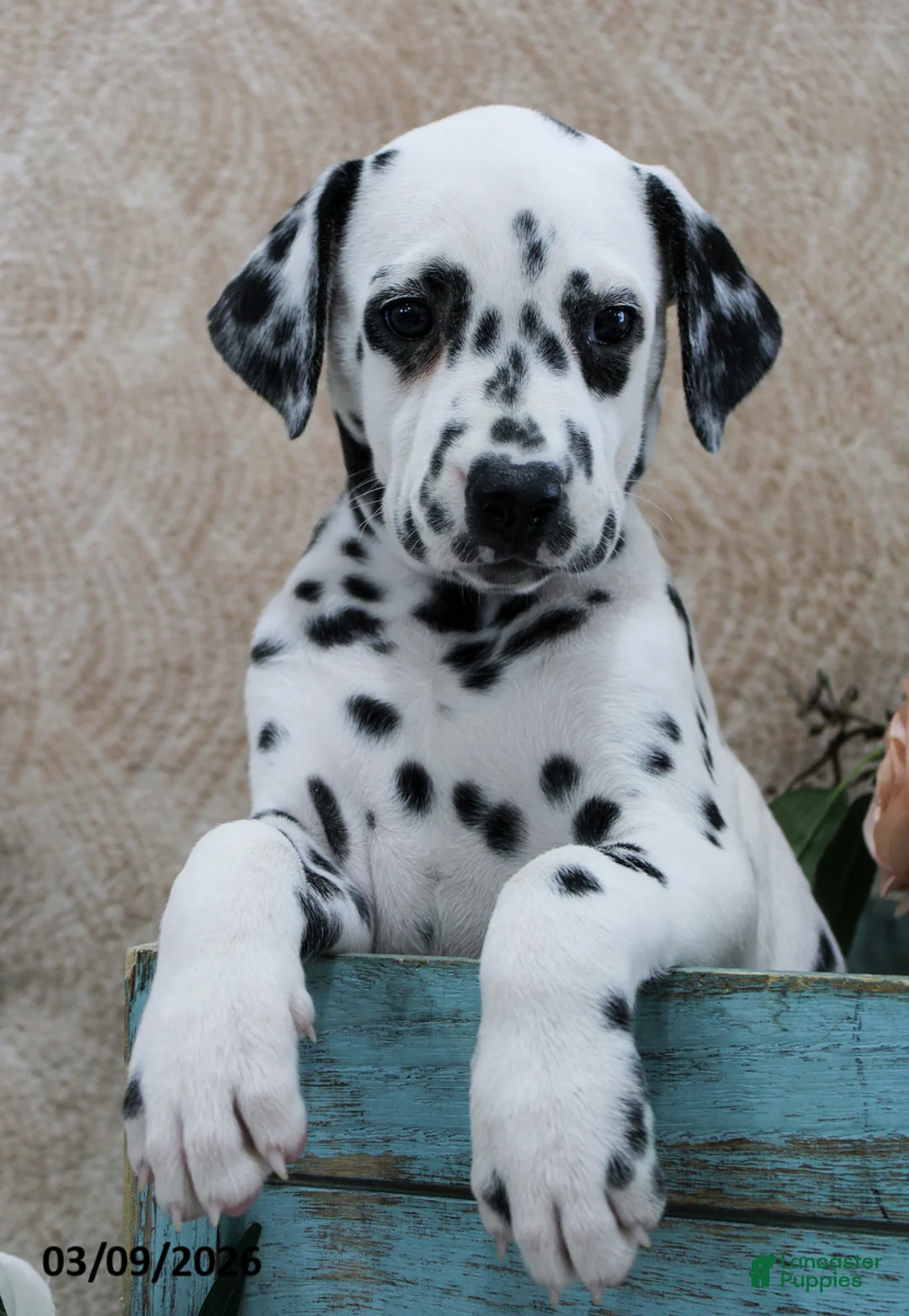 Dalmatian dogs for sale: Heidi - Ad 5