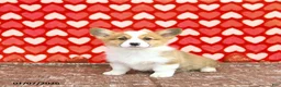 Welsh Corgi Pembroke dogs for sale: Roxy - Ad 6
