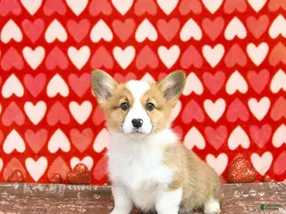 Welsh Corgi Pembroke dogs Roxy - Ad 16