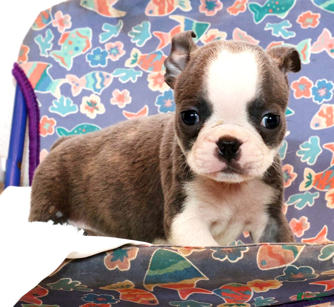 Boston Terrier dogs for sale: Snicker - Ad 4